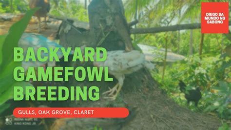 Backyard Breeding of Gamefowls (Gull, Claret, Oakgrove, and .